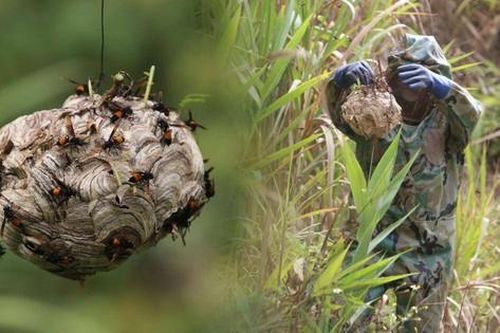 Người đàn ông vào rừng săn loài kịch độc, kiếm hàng chục triệu đồng