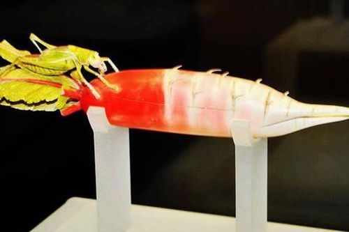 Mang vật giống củ cải đi thẩm định, người đàn ông hoảng hồn khi biết sự thật từ chuyên gia