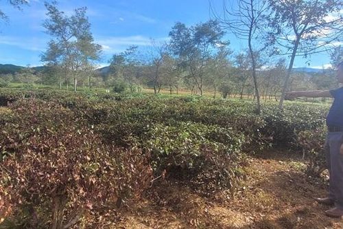 Hà Tĩnh: Cây chè 'chết khô' do hạn hán