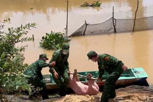Điều tra vụ vận chuyển trái phép lợn thịt từ Campuchia vào Việt Nam