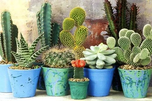 3 loại cây cảnh mời gọi tài lộc, đặt trong phòng ngủ lại là 'tử thần'