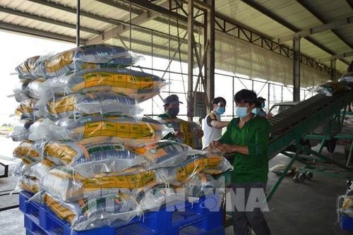 Đồng Tháp tìm đường 'xâm nhập' thị trường gạo cao cấp ở châu Âu