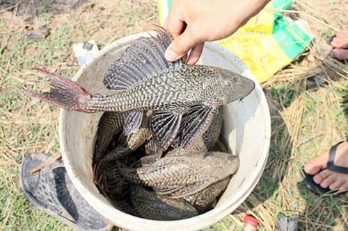 Gia đình khó khăn, bé gái ngoan hiền bắt cá lau kính ăn rồi tử vong thương tâm