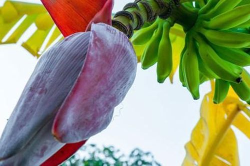 3 loại hoa trong vườn nhà là 'vựa thuốc quý' giúp bảo vệ lá gan, tốt cho tim, thận