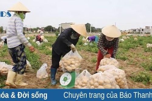 Hoằng Hóa: Đẩy mạnh phát triển sản xuất nâng cao thu nhập cho người dân