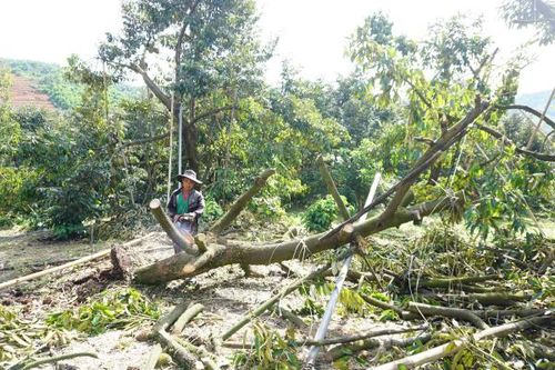 Khánh Sơn: Sầu riêng gãy đổ do mưa đá kèm gió lốc
