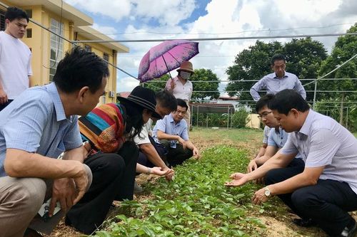 Khảo sát trồng thử nghiệm cây tía tô xanh Nhật Bản tại Văn Bàn