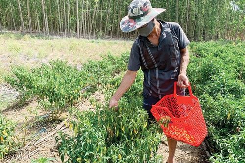 Ứng dụng công nghệ vào sản xuất nông nghiệp