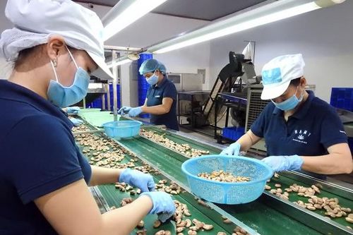 Nhiều giải pháp để ngành điều giữ vị trí số 1 thế giới
