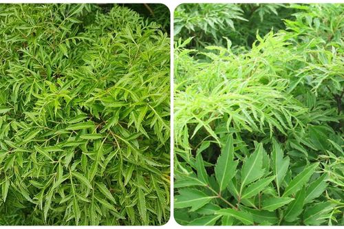 Những người không nên uống lá đinh lăng