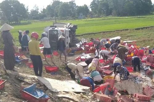 Dân Quảng Trị đội nắng, lội ruộng gom lại 5 tấn cá giúp tài xế xe tải bị lật