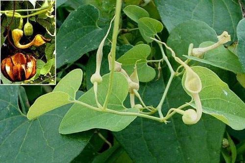 Người đàn ông bị suy thận do uống rượu ngâm cây rễ gió