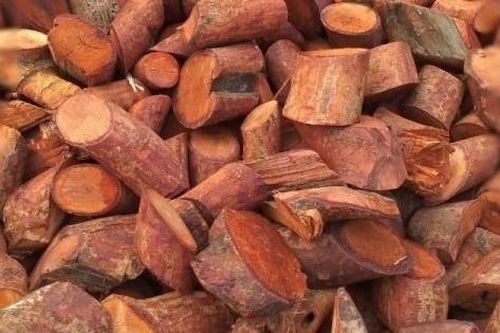 Bỗng dưng quấy phá, nói nhảm do uống nước nấu từ cây Mú Từn