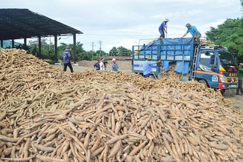 Mở rộng thị trường xuất khẩu sắn