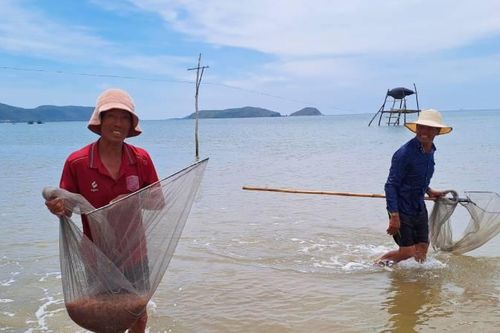Quảng Bình: Ngư dân cào ruốc thu tiền triệu mỗi ngày