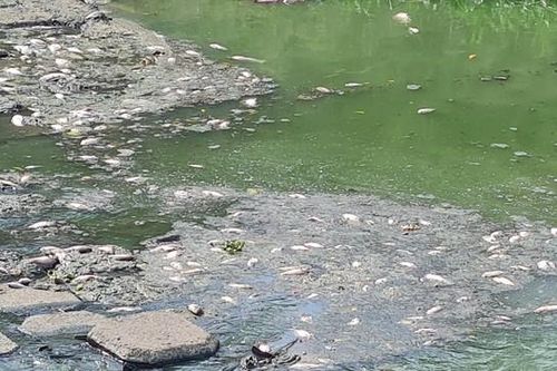 Đà Nẵng: Cá chết trắng kênh cạnh trạm xử lý nước thải