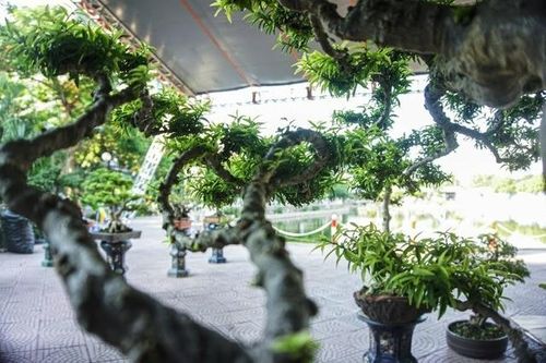 Ngắm mai chiếu thủy trăm tuổi, đại gia chỉ biết 'ước'