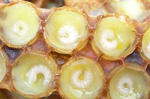 Dùng enzyme thủy phân ấu trùng ong chúa