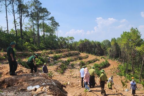 Làm rõ vụ rừng thông 30 năm tuổi ở Thanh Hóa bị phá tan hoang