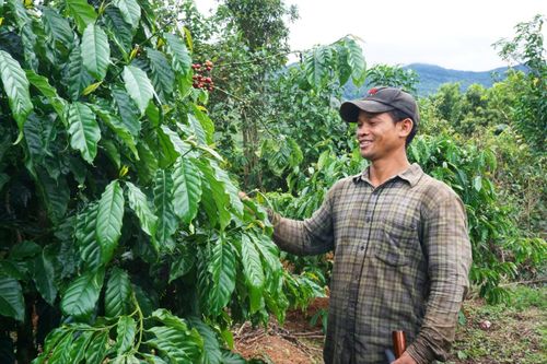 Bí thư chi bộ thôn vươn lên làm giàu, hỗ trợ bà con thoát nghèo