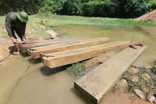 Chặt gỗ trái phép để đóng quan tài trả nợ