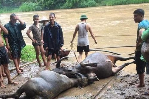 Mưa lớn gây lũ quét, cuốn trôi trâu bò ở Sơn La
