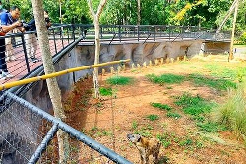 Xây chuồng hơn 16 tỉ đồng cho linh cẩu, vườn thú khiến du khách trầm trồ