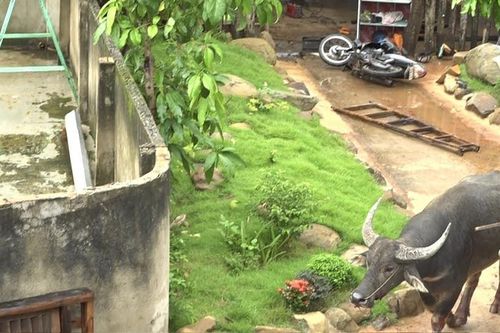 Trâu 'điên' chạy khỏi lò mổ húc 5 người bị thương ở Bình Phước