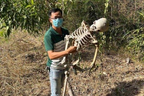 Quảng Nam: Sự thật về 'bộ xương người' được phát hiện trong rừng