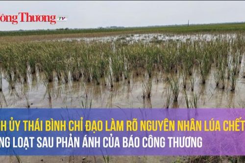 Tỉnh ủy Thái Bình chỉ đạo làm rõ nguyên nhân lúa chết hàng loạt sau phản ánh của Báo Công Thương