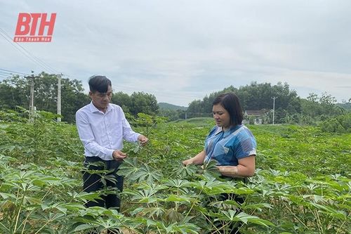 Nâng cao chất lượng cho vùng nguyên liệu sắn