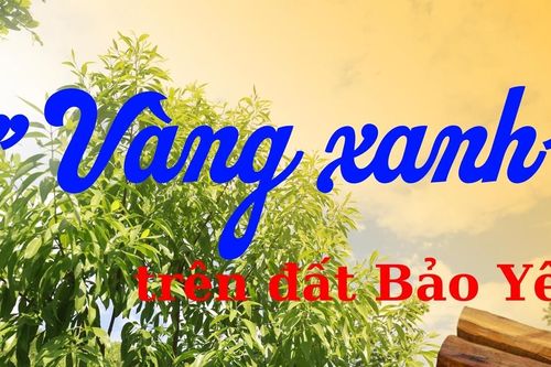 'Vàng xanh' trên đất Bảo Yên