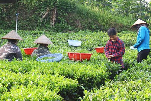 Làm chè an toàn ở Phúc Thành