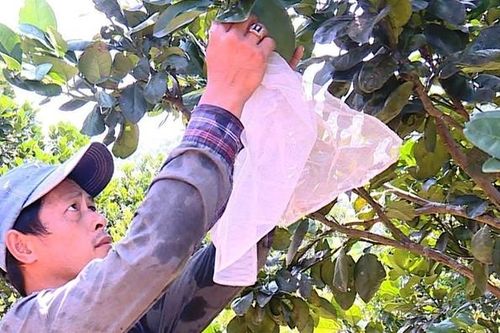 Sạch và chất lượng cao