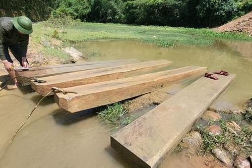 Chặt cây rừng làm quan tài trả nợ hàng xóm, 2 người bị xử phạt
