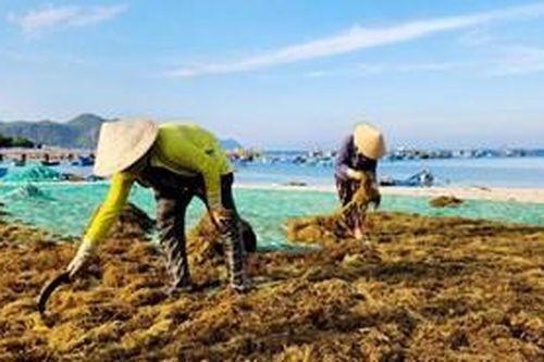Xem ngư dân thu hoạch rong mơ