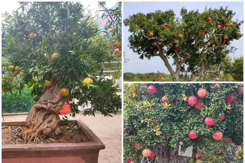 Ngắm lựu bonsai cổ thụ 'hét giá' 100 triệu khiến đại gia mê mẩn