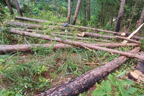 Yêu cầu công an Lâm Đồng điều tra vụ phá gần 150 cây thông