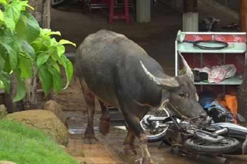 Trâu đực xổng khỏi lò mổ làm 5 người bị thương