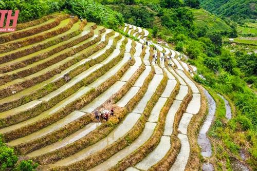 Đi cấy trên nương miền biên viễn xứ Thanh
