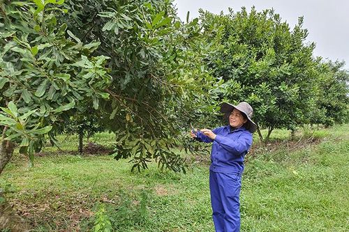 Khẳng định vai trò hạt nhân lãnh đạo của tổ chức đảng và đảng viên