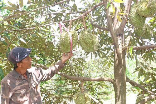 Chuyển đổi cây trồng để nâng cao hiệu quả kinh tế