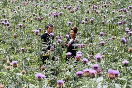 Bước chuyển mới của nông nghiệp Sa Pa