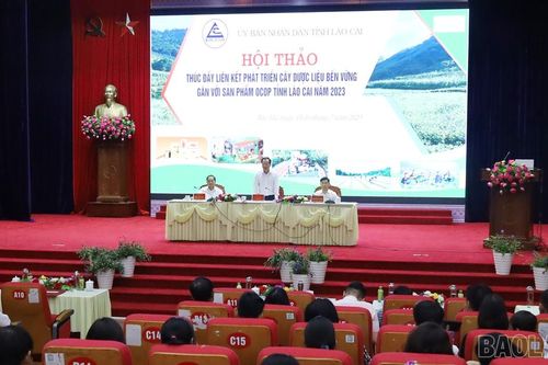 Thúc đẩy liên kết phát triển cây dược liệu bền vững