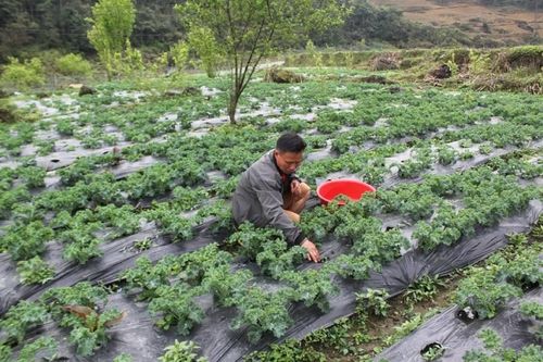 Nông dân vùng cao Bắc Hà nâng cao thu nhập từ cây rau sạch