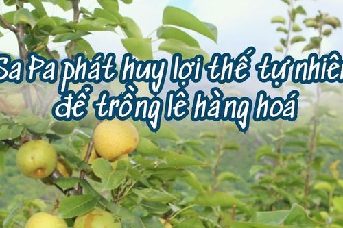 Sa Pa phát huy lợi thế tự nhiên để trồng lê hàng hóa