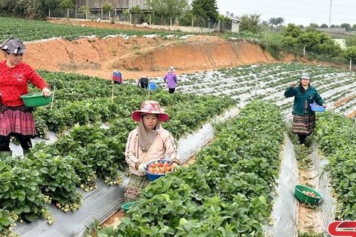 Đảng bộ xã Cò Nòi lãnh đạo nhân dân phát triển kinh tế