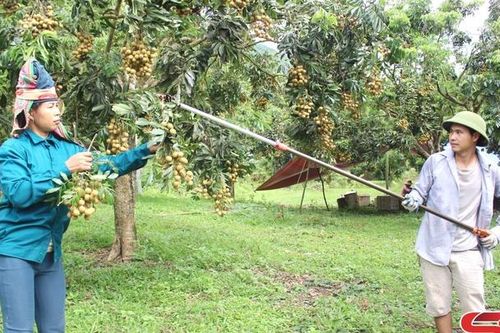 Sông Mã vào vụ thu hoạch nhãn