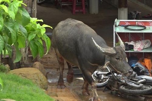 Bình Phước: 'Trâu điên' húc người dân bị thương, phá hoại nhiều tài sản