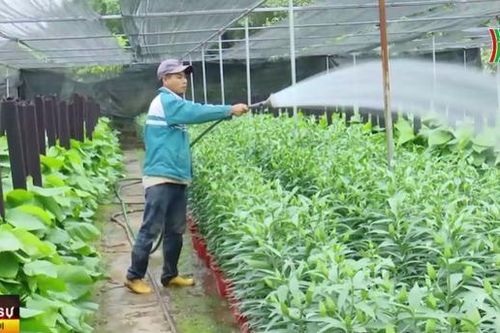 Hà Nội phát triển nông nghiệp ứng dụng công nghệ cao